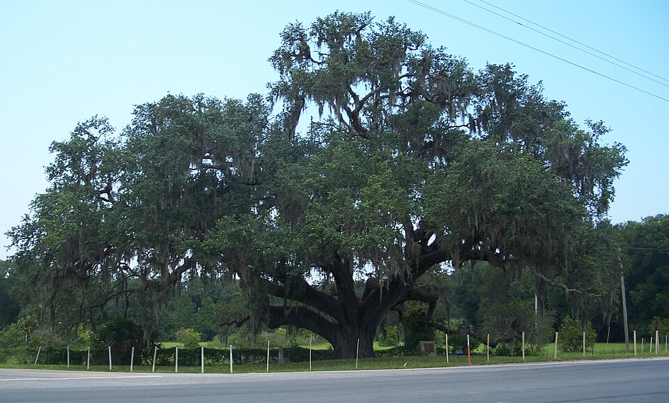 Live Oak