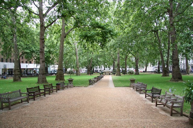 London Planetree
