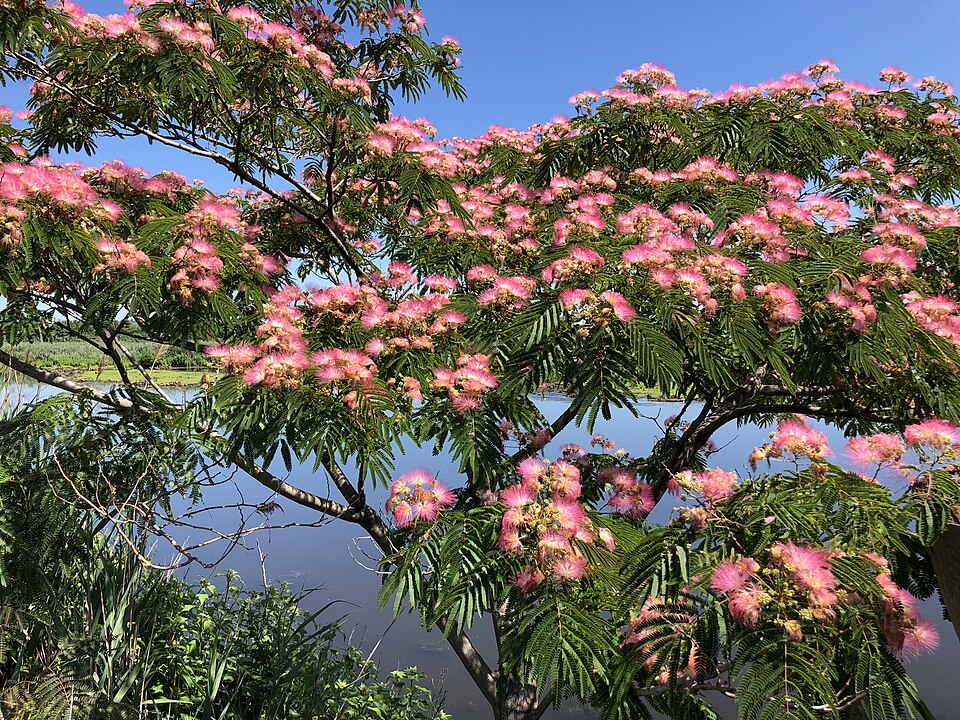 Mimosa (Silktree)