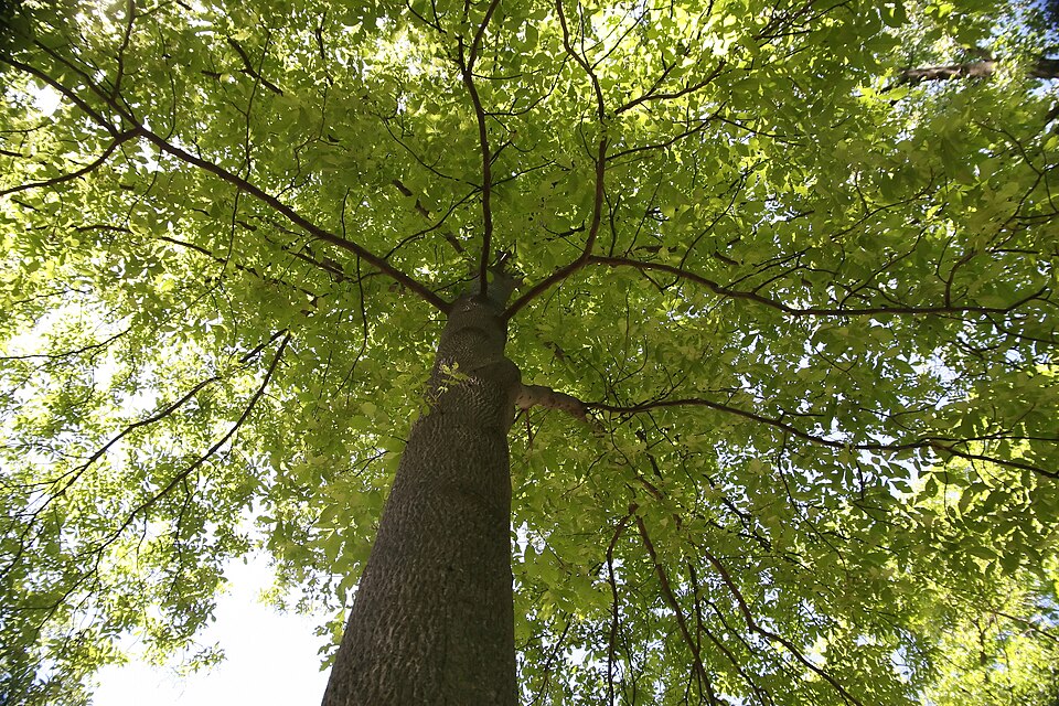 Mockernut Hickory