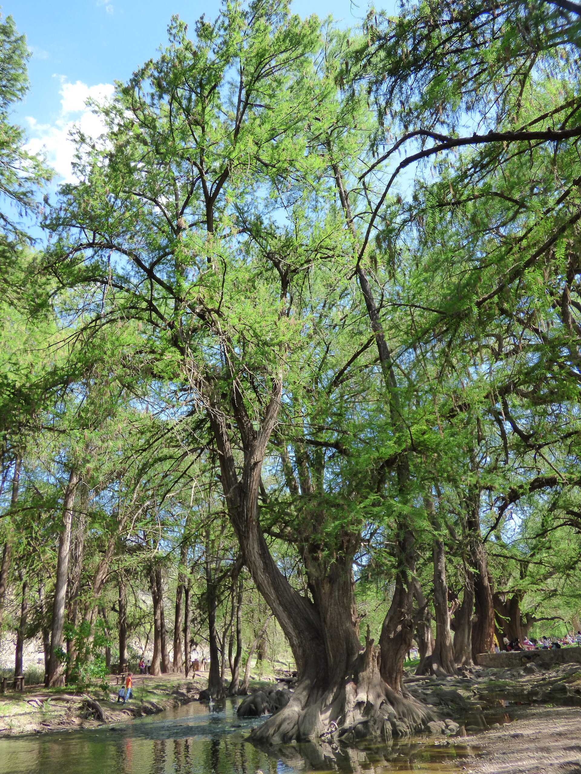 Montezuma Cypress