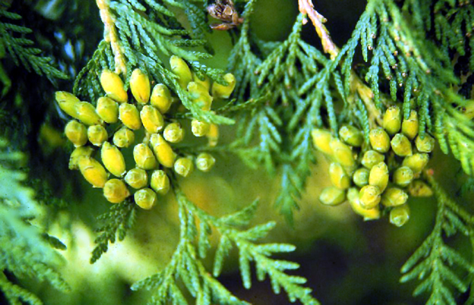 Northern White-cedar