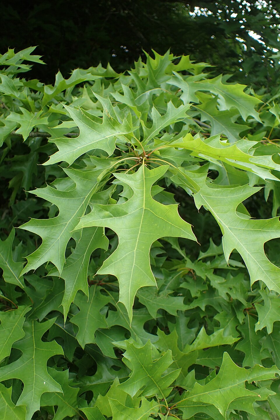 Nuttall Oak