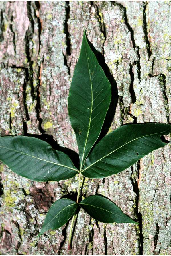 Pignut Hickory