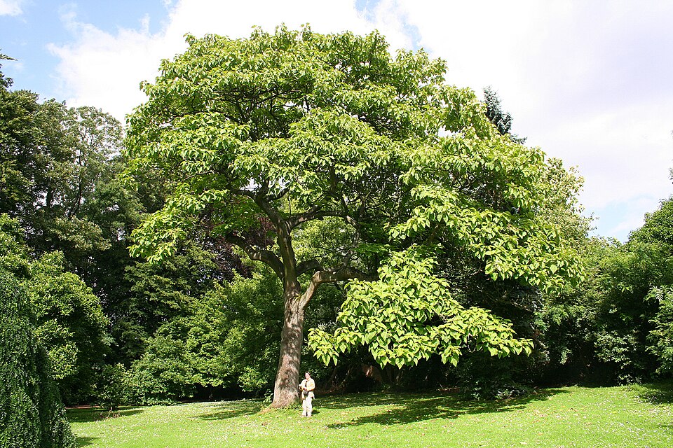Princess Tree (Empress Tree)