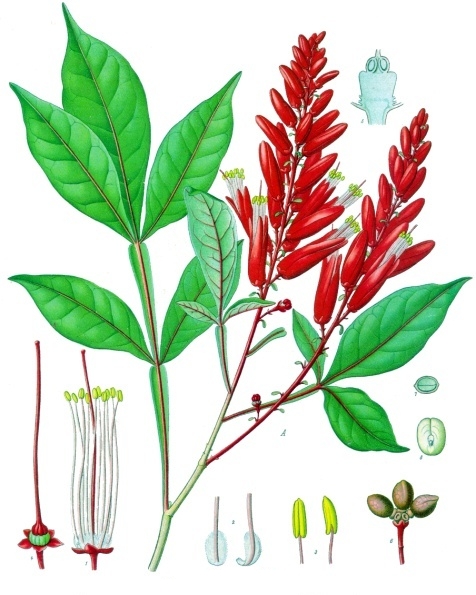 Quassia / Bitterwood (Ague Tree)