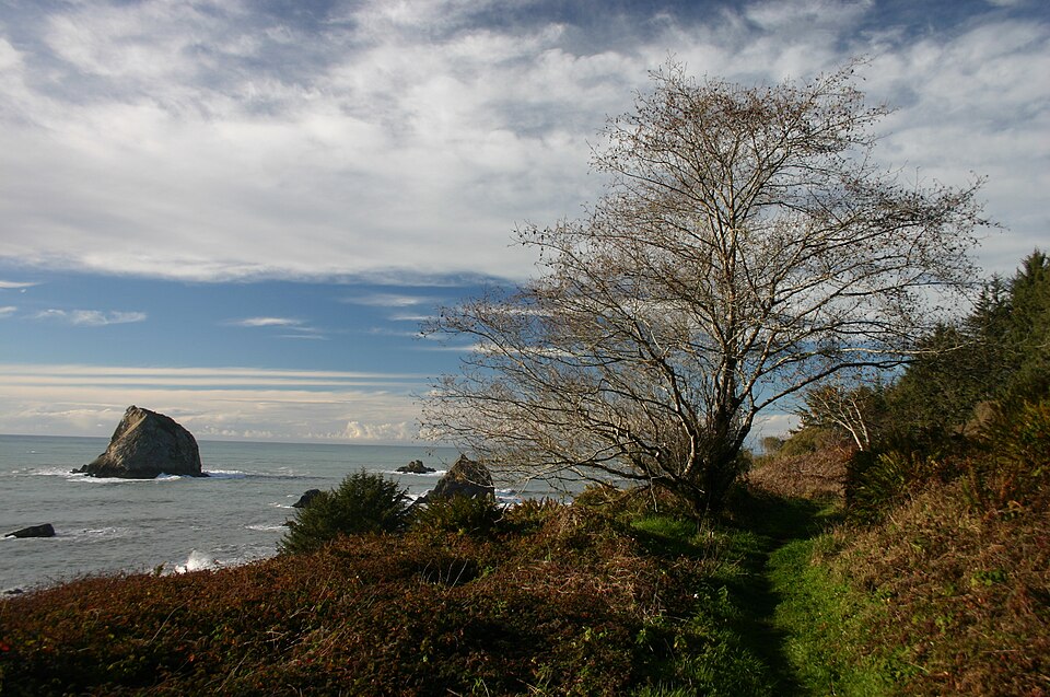 Red Alder