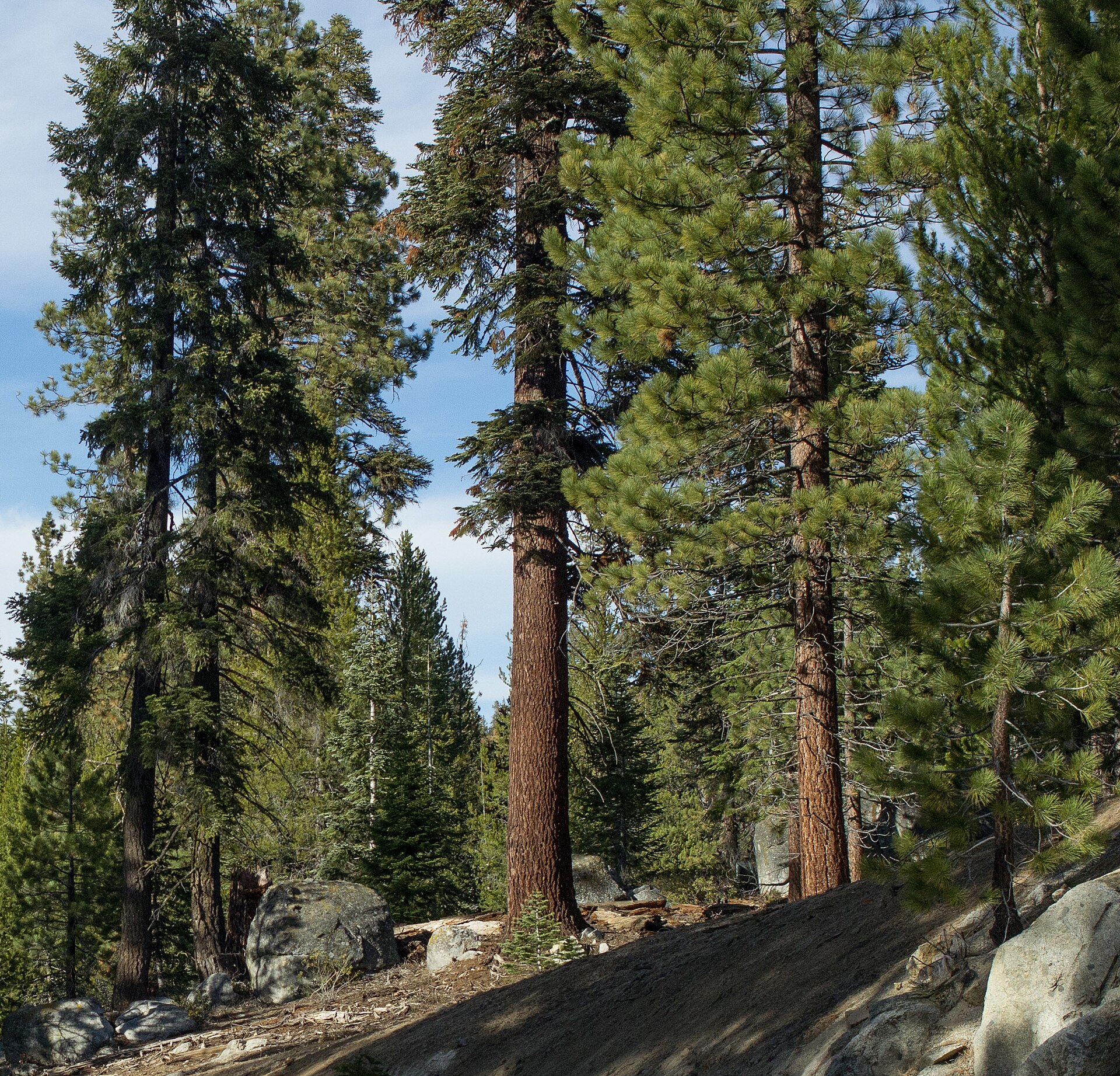 Red Fir