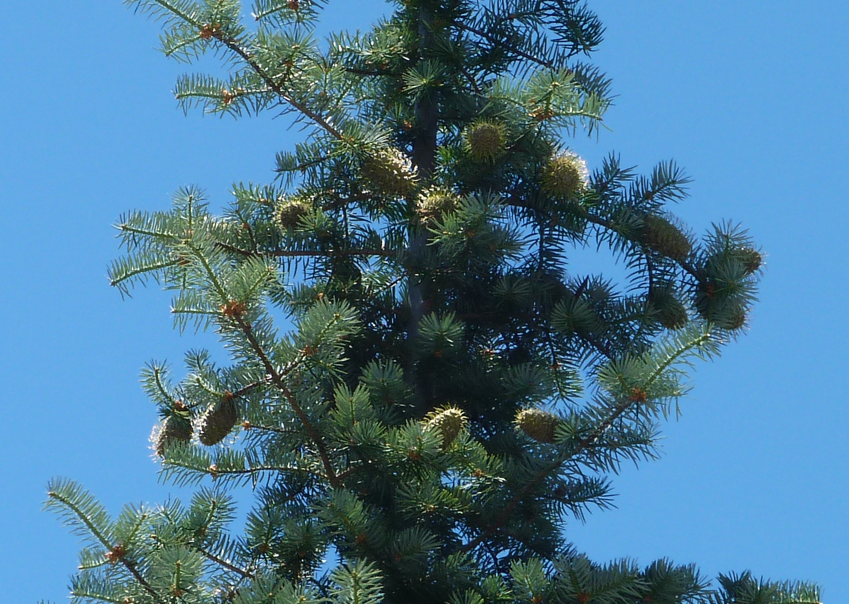 Santa Lucia Fir