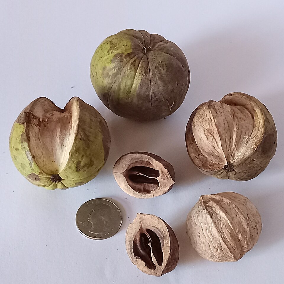 Shellbark Hickory