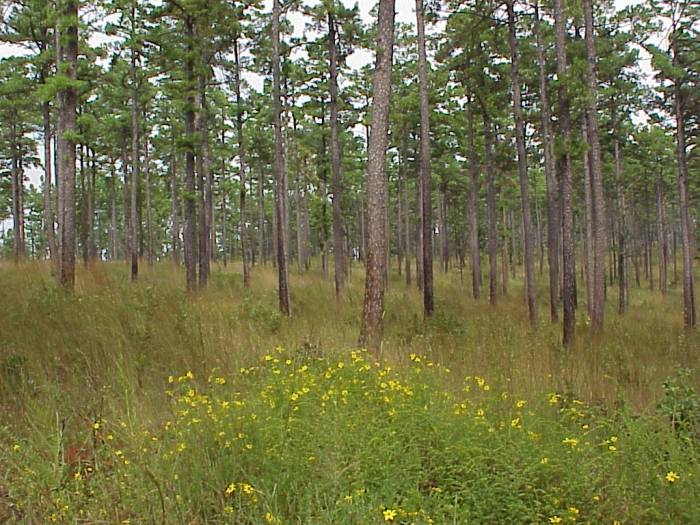 Shortleaf Pine
