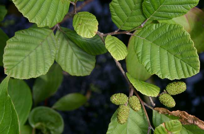 Speckled Alder