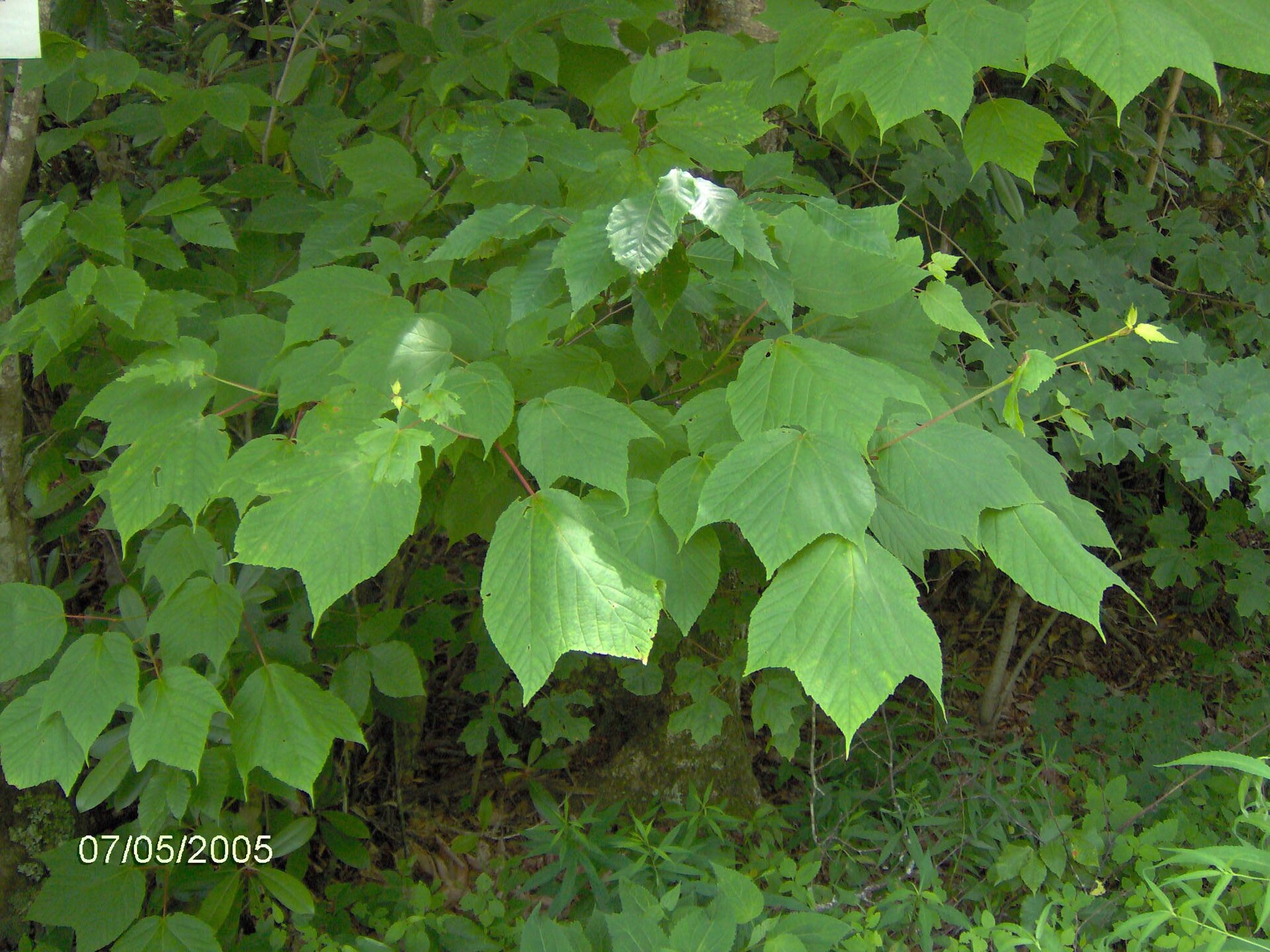 Striped Maple