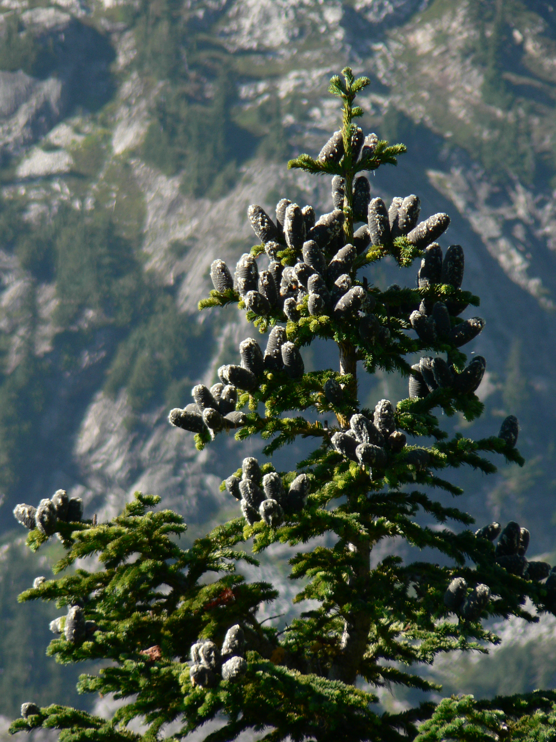 Subalpine Fir