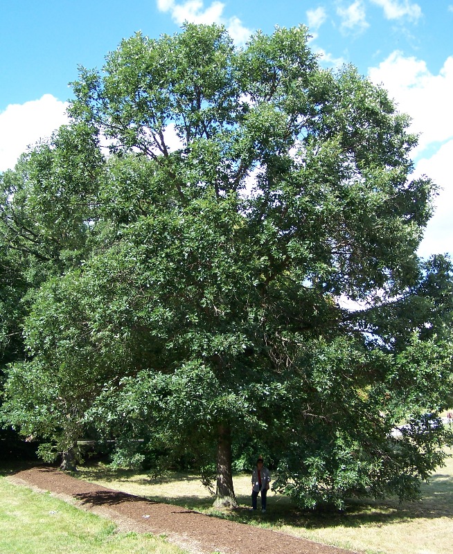 Swamp White Oak