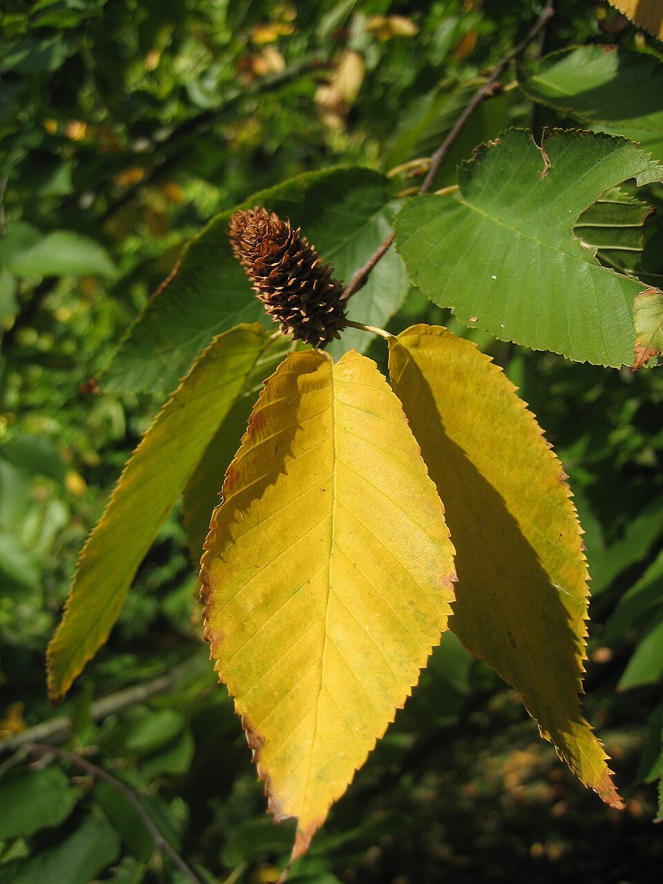 Sweet Birch (Black Birch)