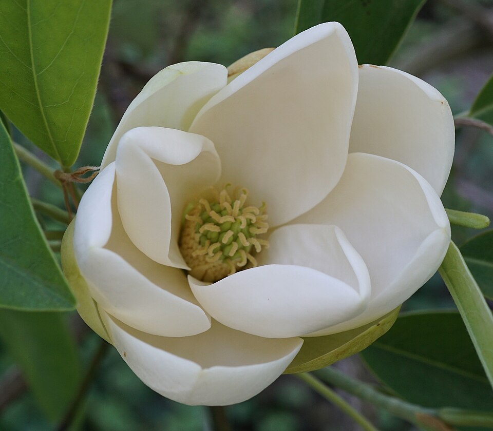 Sweetbay Magnolia