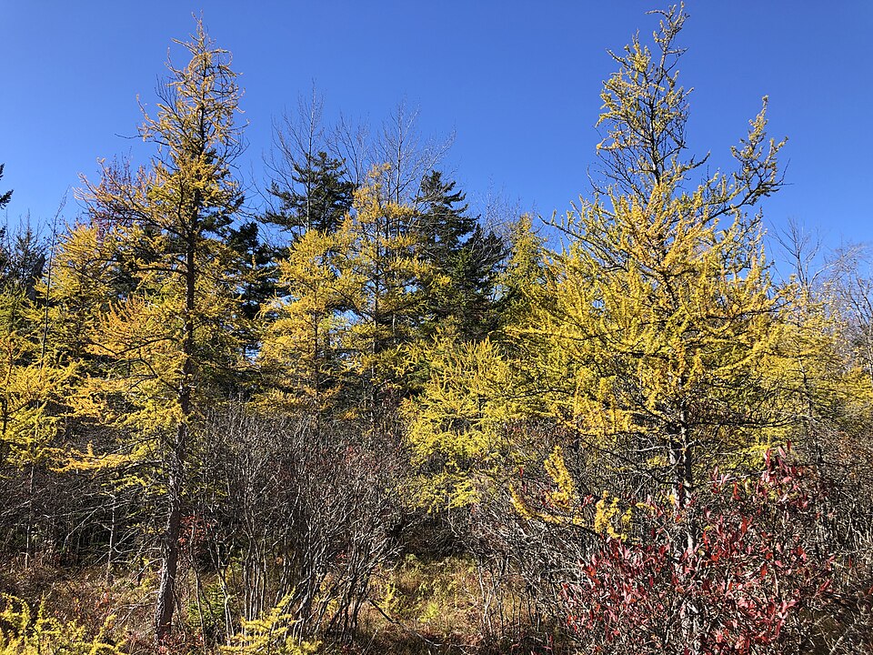 Tamarack (Eastern Larch)