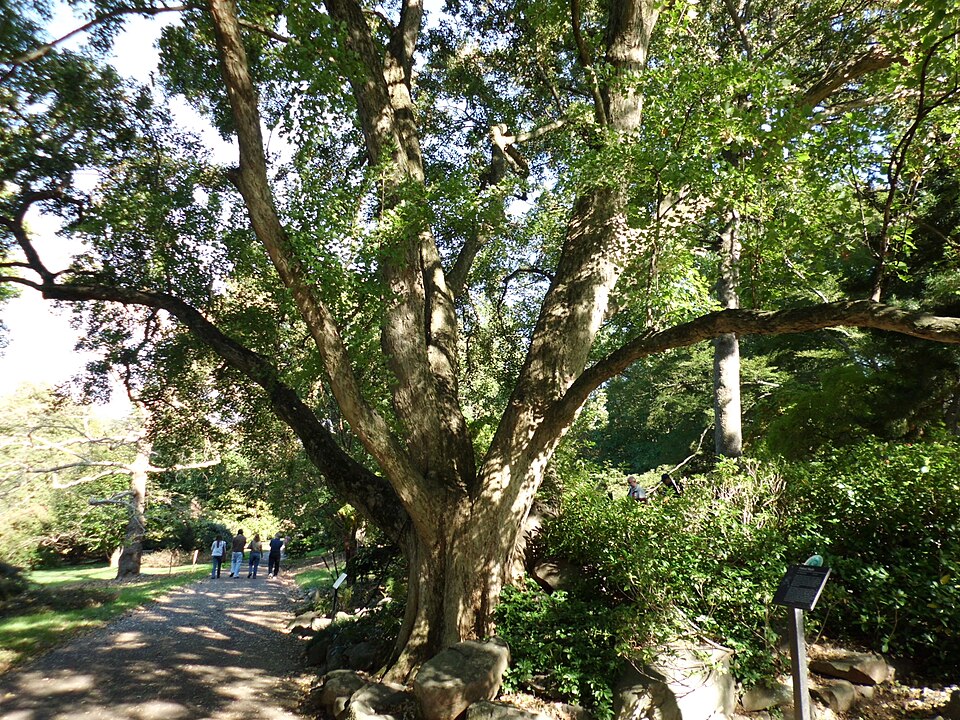 Trident Maple
