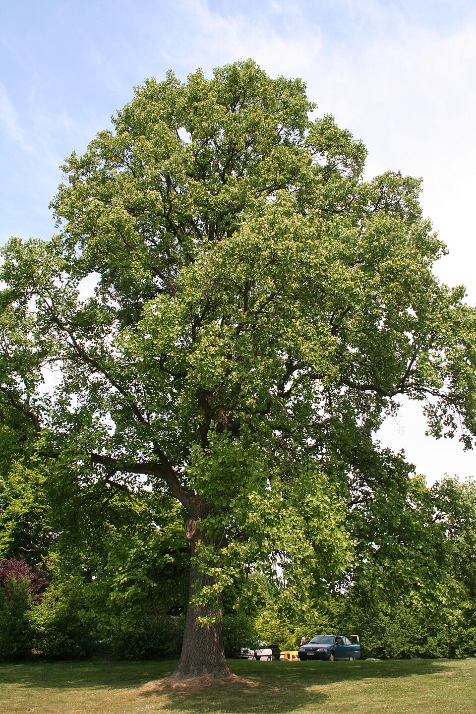 Tulip Poplar (Yellow Poplar)