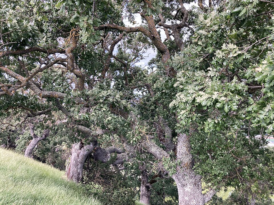 Valley Oak