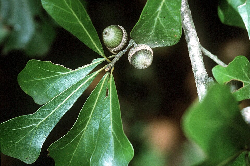 Water Oak