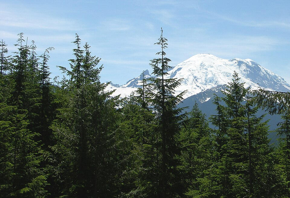 Western Hemlock