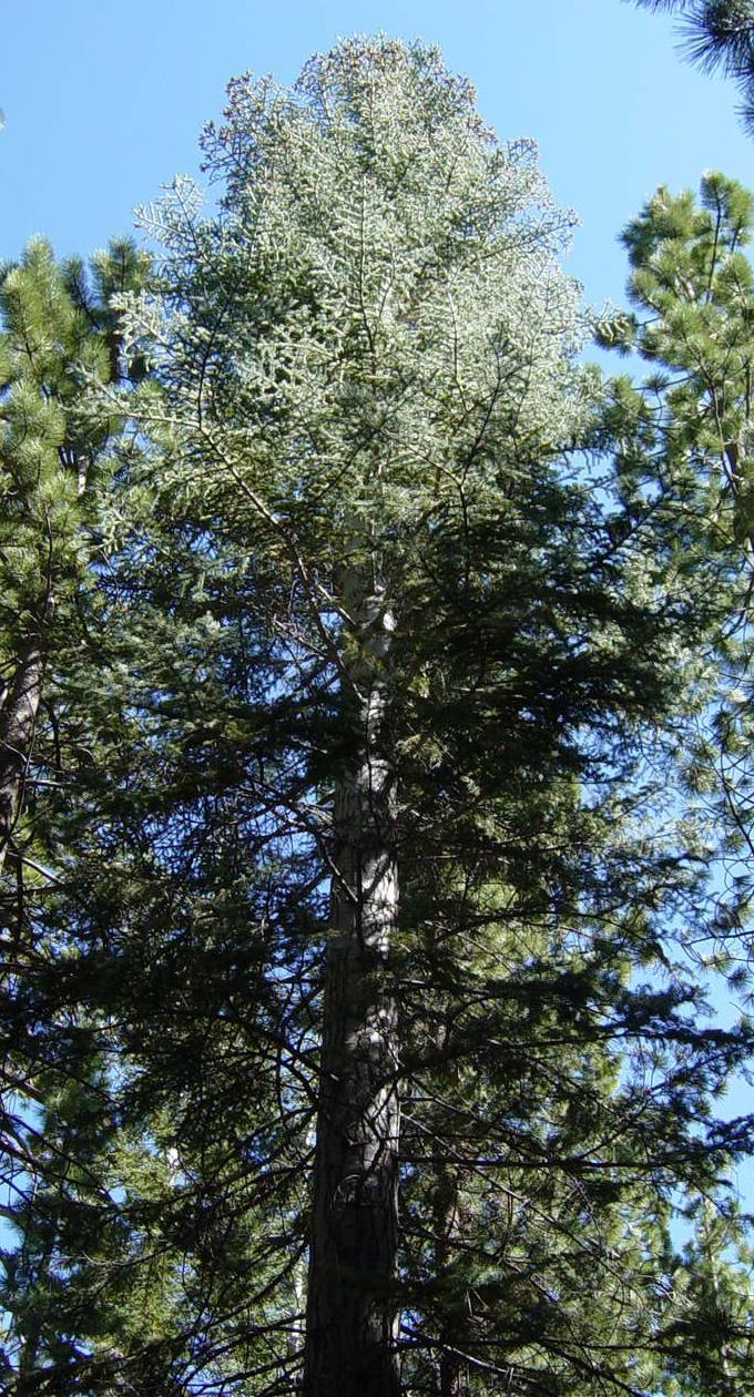 White Fir