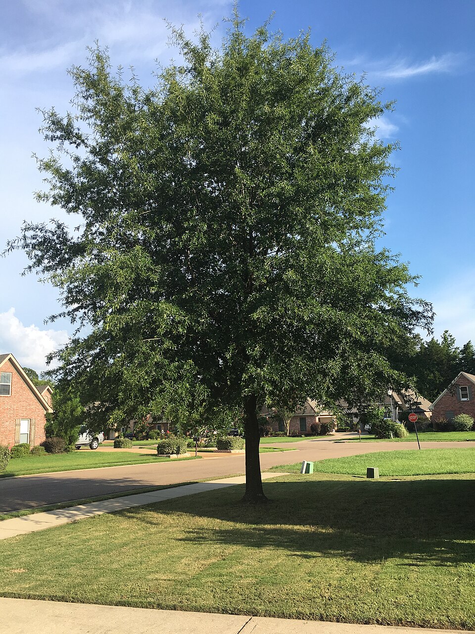 Willow Oak