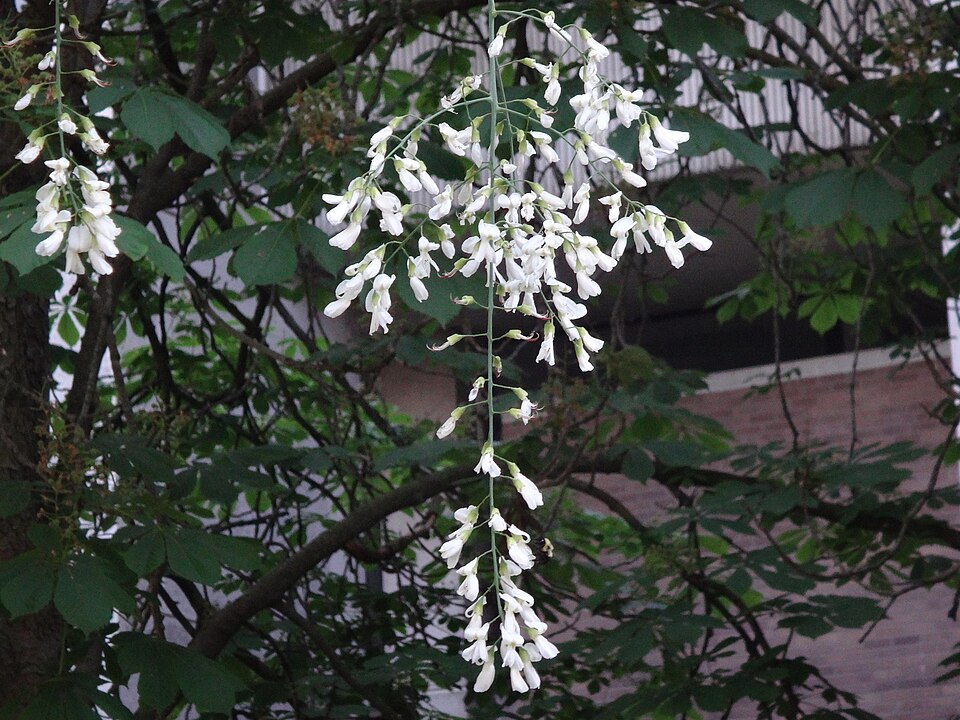 American Yellowwood