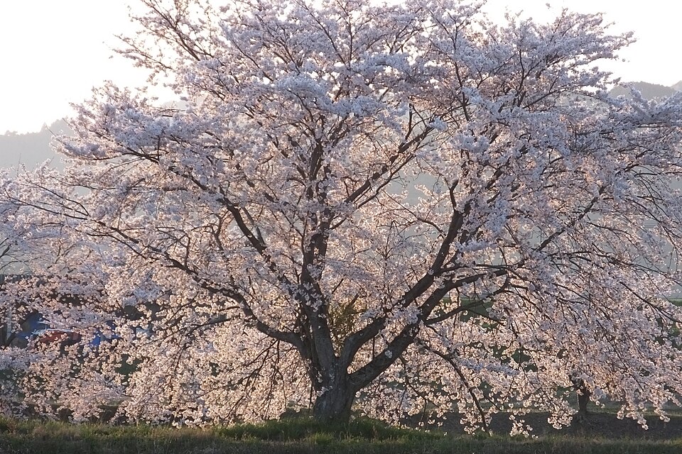 Yoshino Cherry