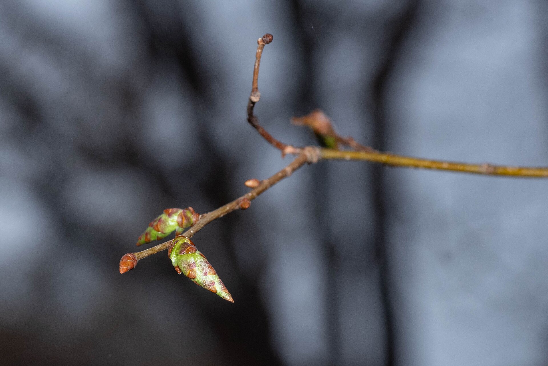 Japanese Zelkova
